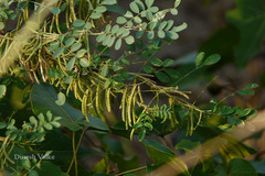 Indigofera suffruticosa